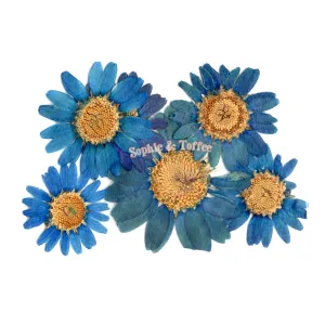 Blue Daisy Flower Pressed Dried Real Flowers (5 pieces)