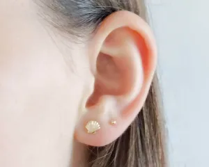 Dainty Seashell Studs