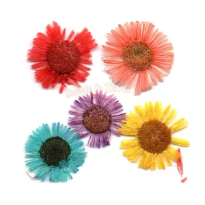 Small Daisy Pressed Real Dried Flowers (6 pieces)